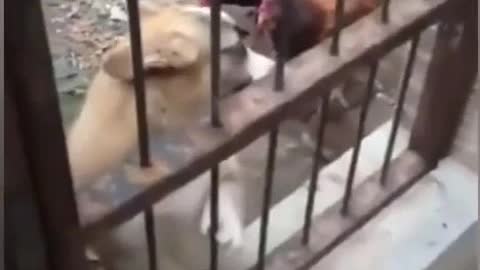 A Funny Fight Between Dog and chicken #2