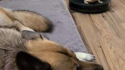 Doggy Watches on as Bearded Dragon Goes for a Ride