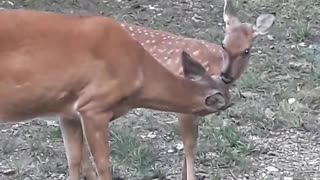 Sweet Doe and Fawn Grooming