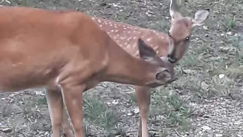 Sweet Doe and Fawn Grooming