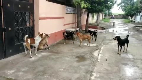 "Street Dog Shenanigans: Hilarious and Heartwarming Moments!"