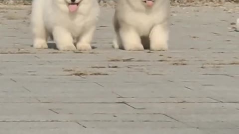 Funniest and Cutest Puppies