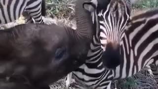 She likes zebras!
