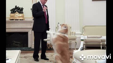 russian federation president vladimir putin and his dogs