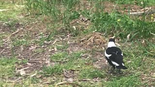 Helpful Magpie Scares Snake Away from Path