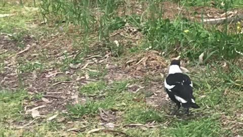 Helpful Magpie Scares Snake Away from Path