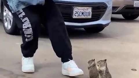 Incredible mo ment o f girl feeds cute squirrel bread a n d water