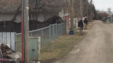 Moose Hop Over Chainlink Fence