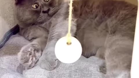 cat funniest video