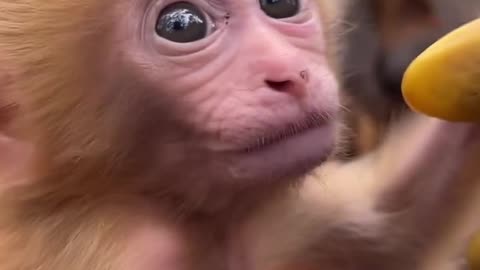 Baby monkey and video camera