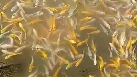 Baby Fish