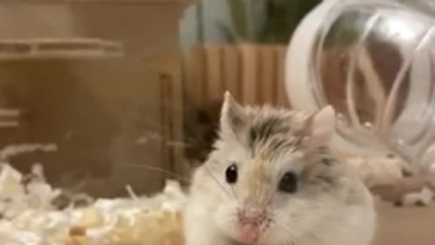 Hamster cute snack mukbang
