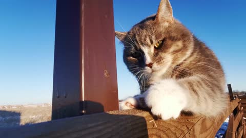 A beautiful cat basking in the sun