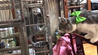 Look How the Cats React When She Sees a Bird In Cage