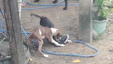 PUPPIES PLAYING WITH FIGHT AND FATHER TRYING TO SEPARATE ...