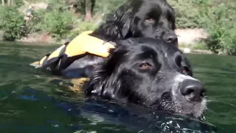 Rescue Dog Saves ANOTHER Dog With Bravery So Loving