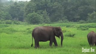 A Beautiful Elephant Herd Spotted Anew