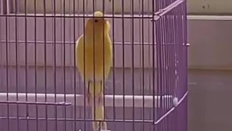 Funny bird in cage