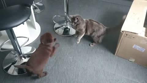 Labs puppy's ant family cat's friendship