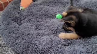 Kai trying to bury her small ball in the dog bed.