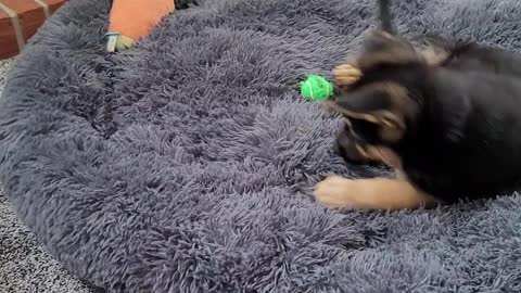 Kai trying to bury her small ball in the dog bed.