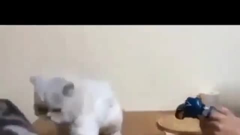 CAT BOXING - Impossible TRY NOT TO LAUGH