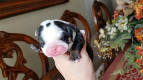 Cute Puppy English Bulldog