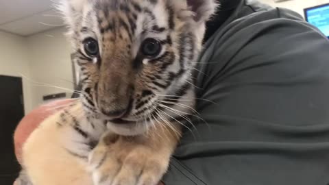 Six Flags Great Adventure Celebrates Birth Of Rare Siberian Tiger Cub
