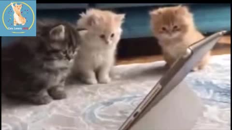 Cutest Kittens in the world 2022 | Cute Pets