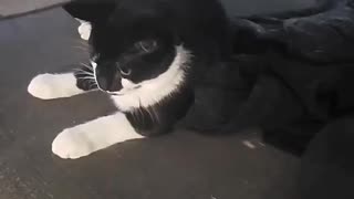 Cat goes nuts