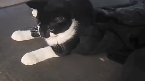 Cat goes nuts
