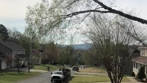 Pollen Explodes from Fallen Tree