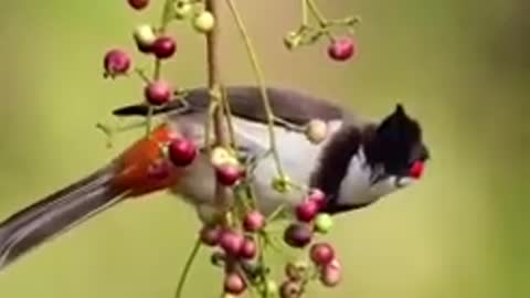 Rumble :- Natural Birds Very nice short video ,... 🥰🥰