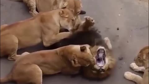 What does a female lion do to a male lion