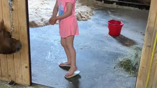 Layla trying to get Jimmy in his stall.