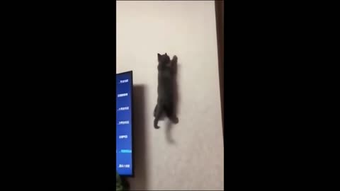"Funniest Cat Wall-Walking Adventures: Gravity-Defying Compilation!"
