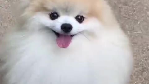 https://rumble.com/vrbre9-cute-dogs-videos.html