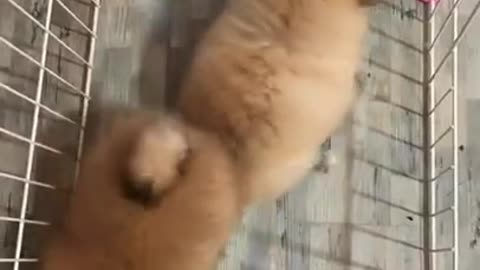 #Funniest Animals Real 😹 - Best Of The 2020 #Funny Animals Videos - Try Not To Laugh #comedy #shorts
