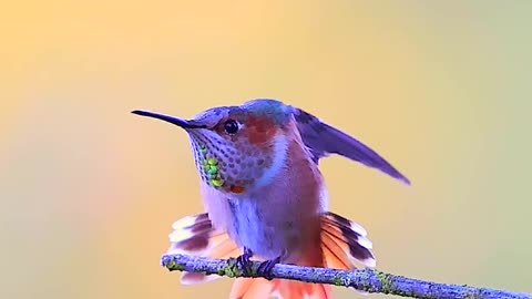 Dazzling hummingbird...