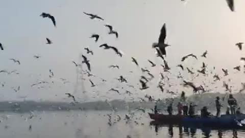 Beautiful Birds Flying Video