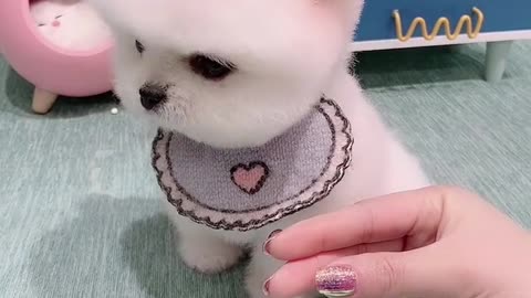 Teacup dog