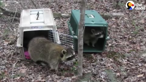 Rescued Animals Returning To The Wild