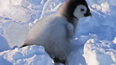 penguin fails