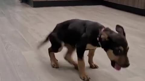 Happy Dog Dancing in Good mood