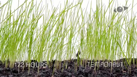 Grass Seed Germination and Grass Growing Time Lapse