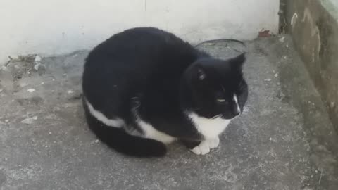 Tuxedo cat sat quietly