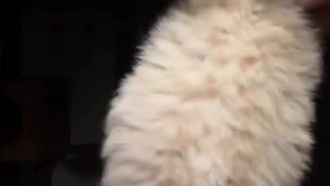 dancing cat