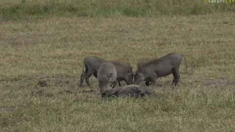 Warthogs, Jackal & a Male Impala Pronking. The airstrip has it all!.mp4
