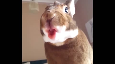 Rabbit eating a watermelon