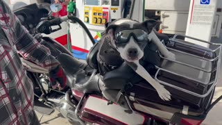 Traveling Dogs Meet At The Gas Station